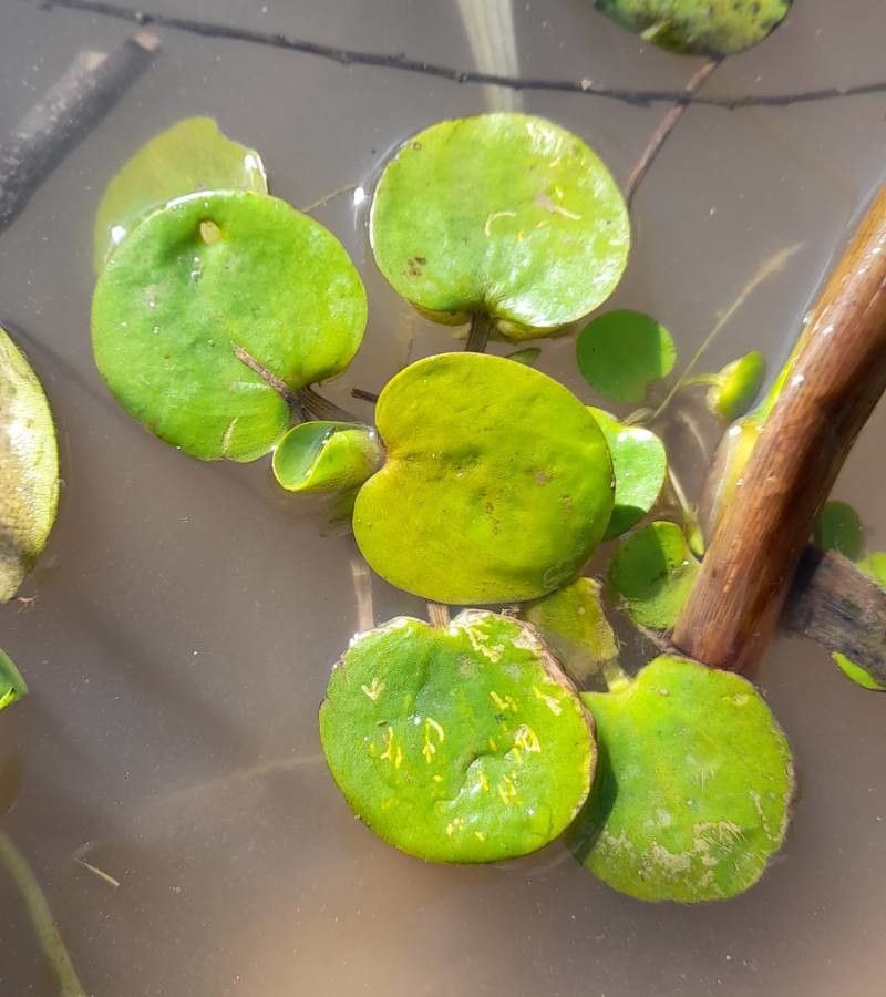 Limnobium laevigatum leaf