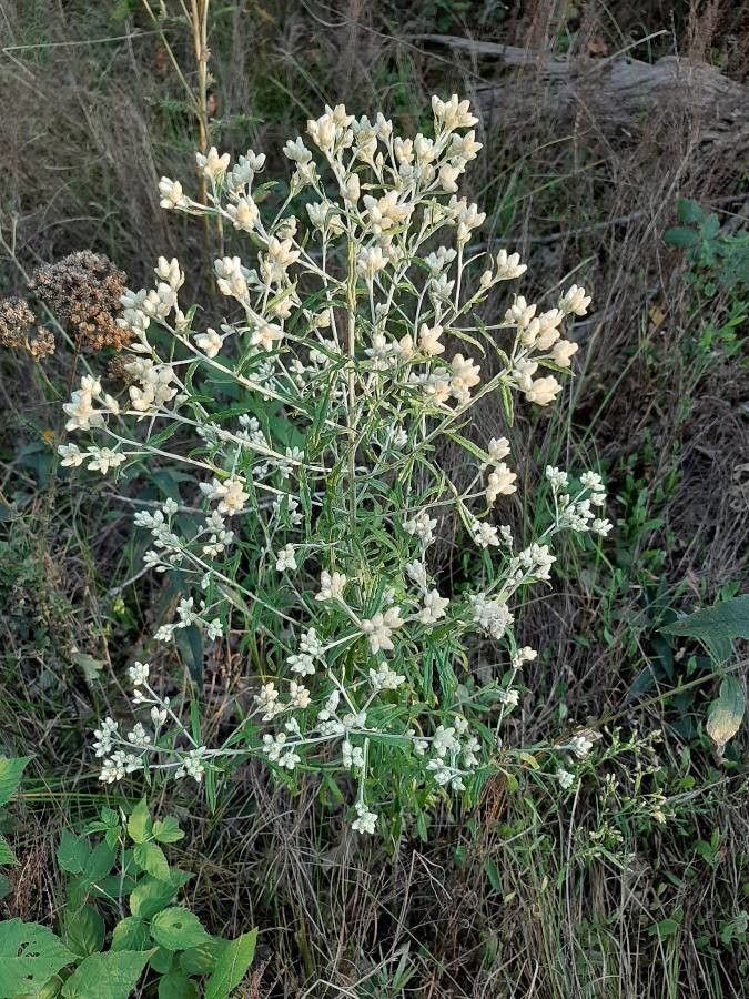 Pseudognaphalium leucocephalum habit