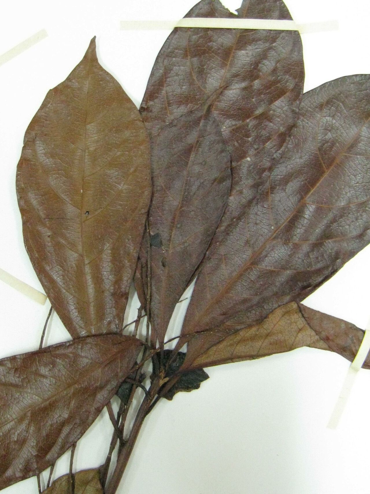 Terminalia dichotoma — houseplant care guide