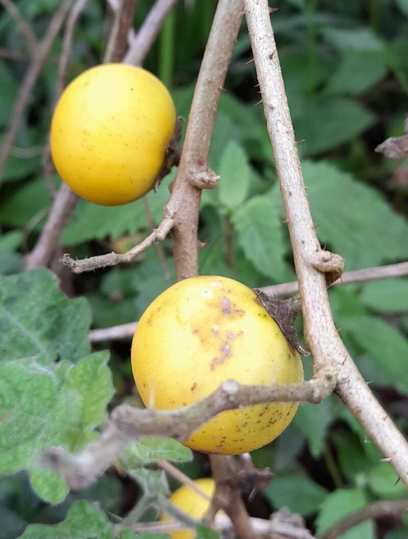 Solanum viarum fruit