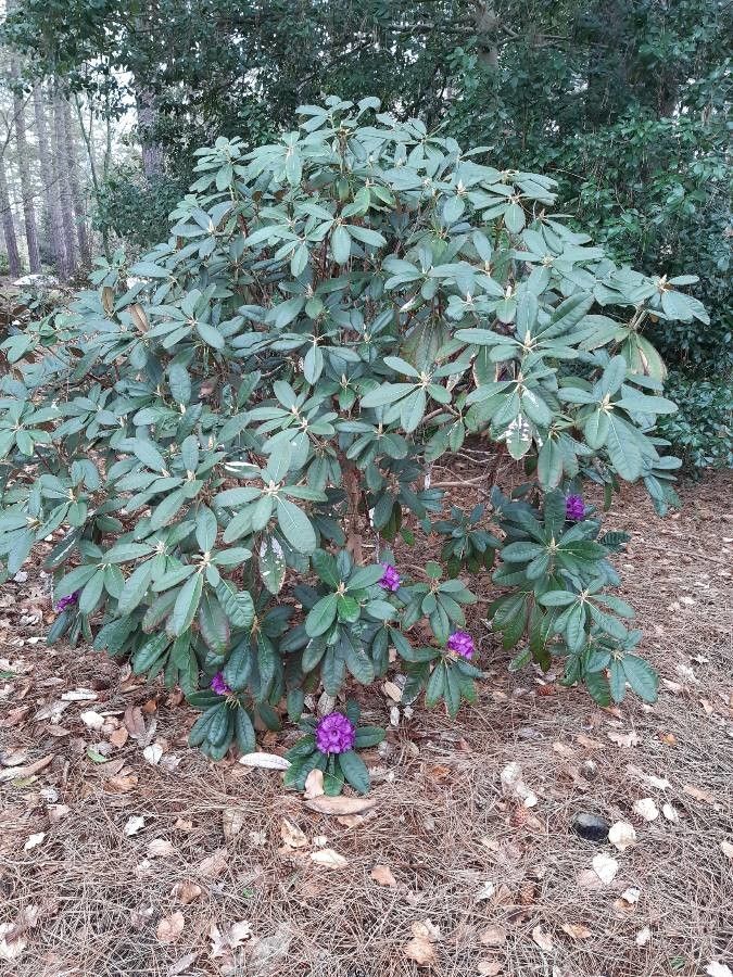 Rhododendron niveum habit