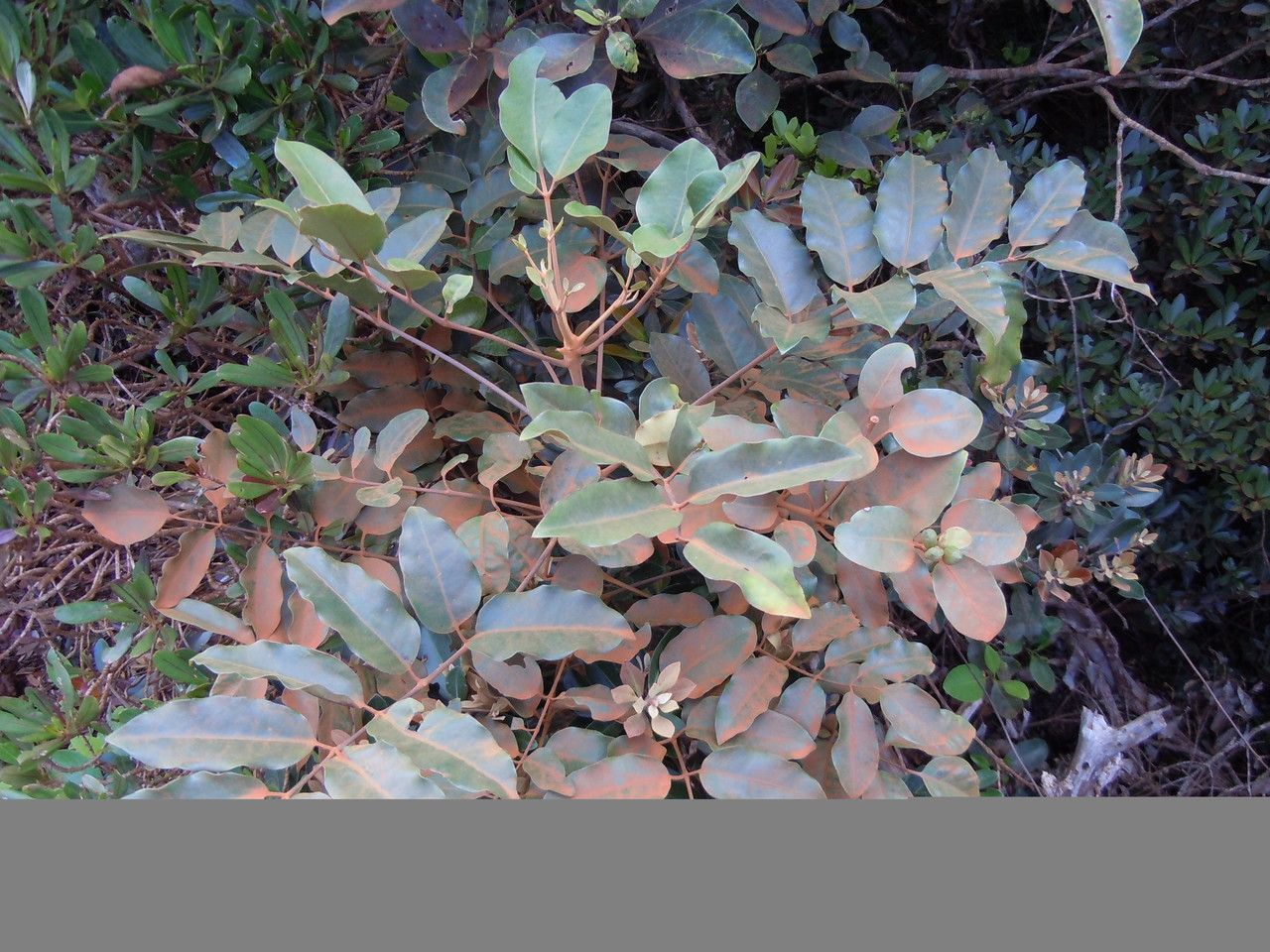 Polyscias biformis other