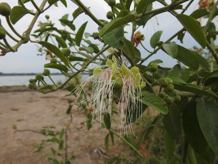 Capparis tomentosa flower