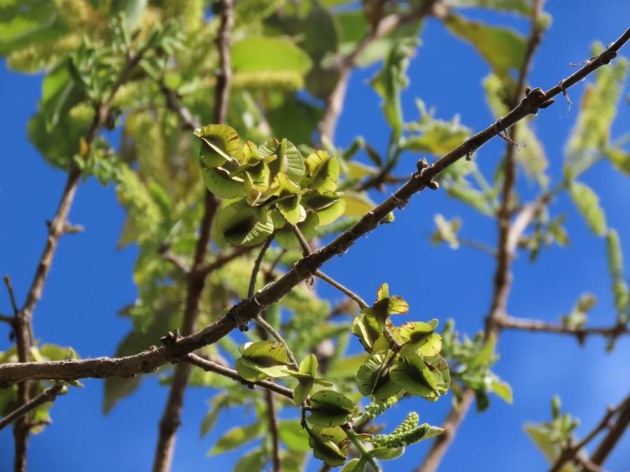 Combretum molle fruit