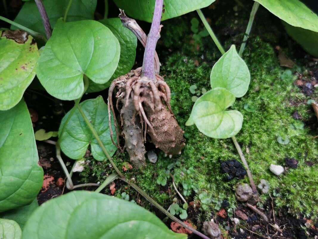 Dioscorea polystachya bark