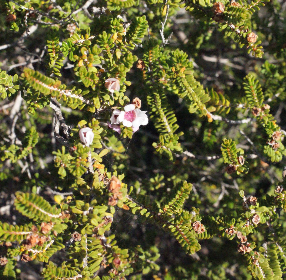 Diplolaena grandiflora habit