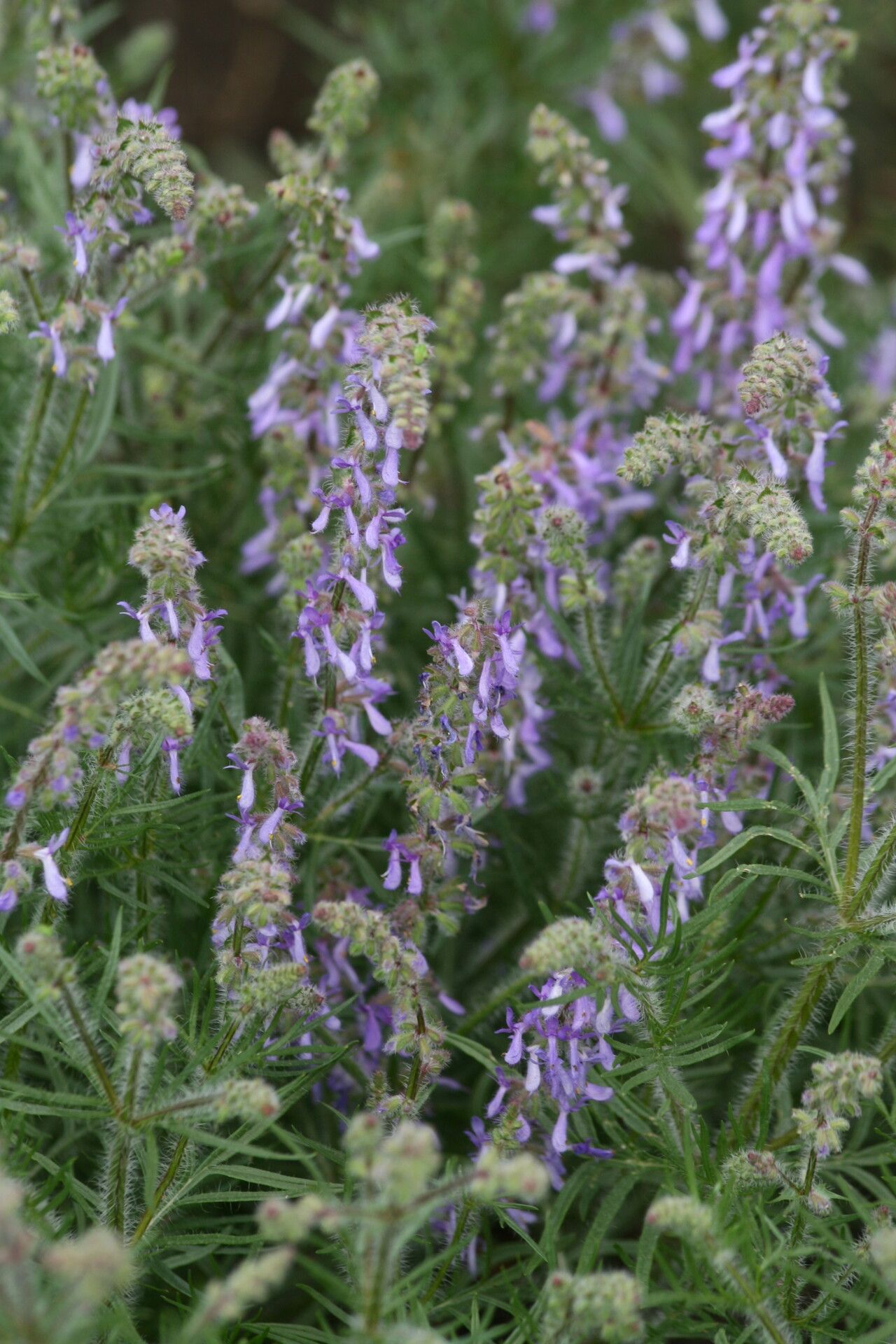 Salvia jurisicii flower