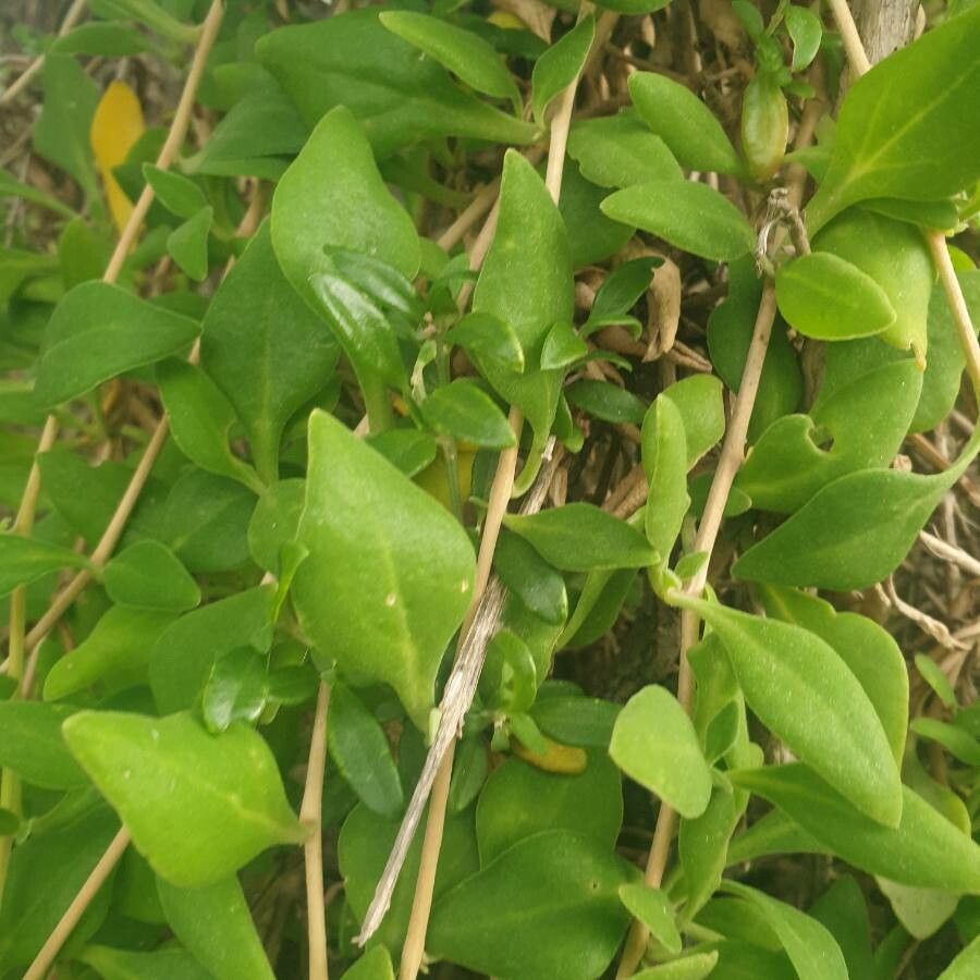 Tetragonia implexicoma — search result for 'Aizoaceae'