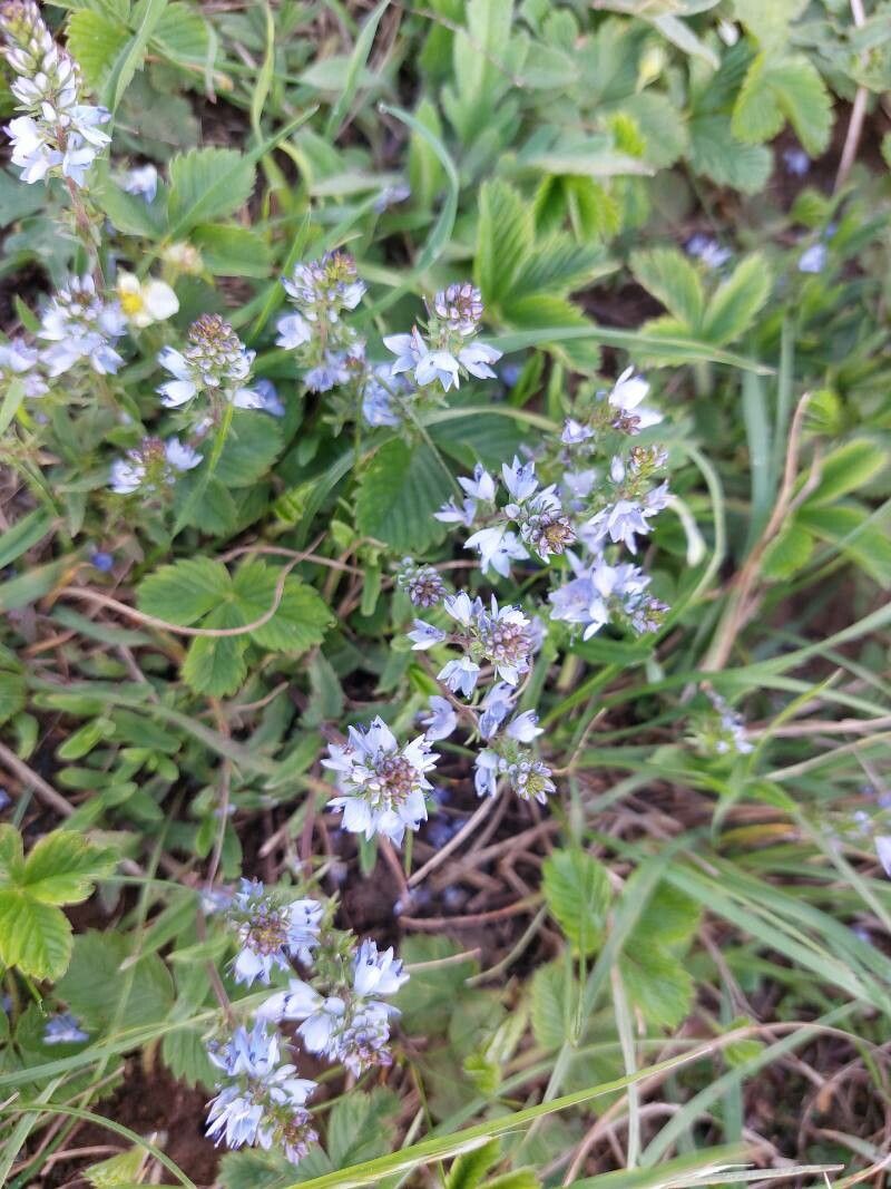 Veronica prostrata flower