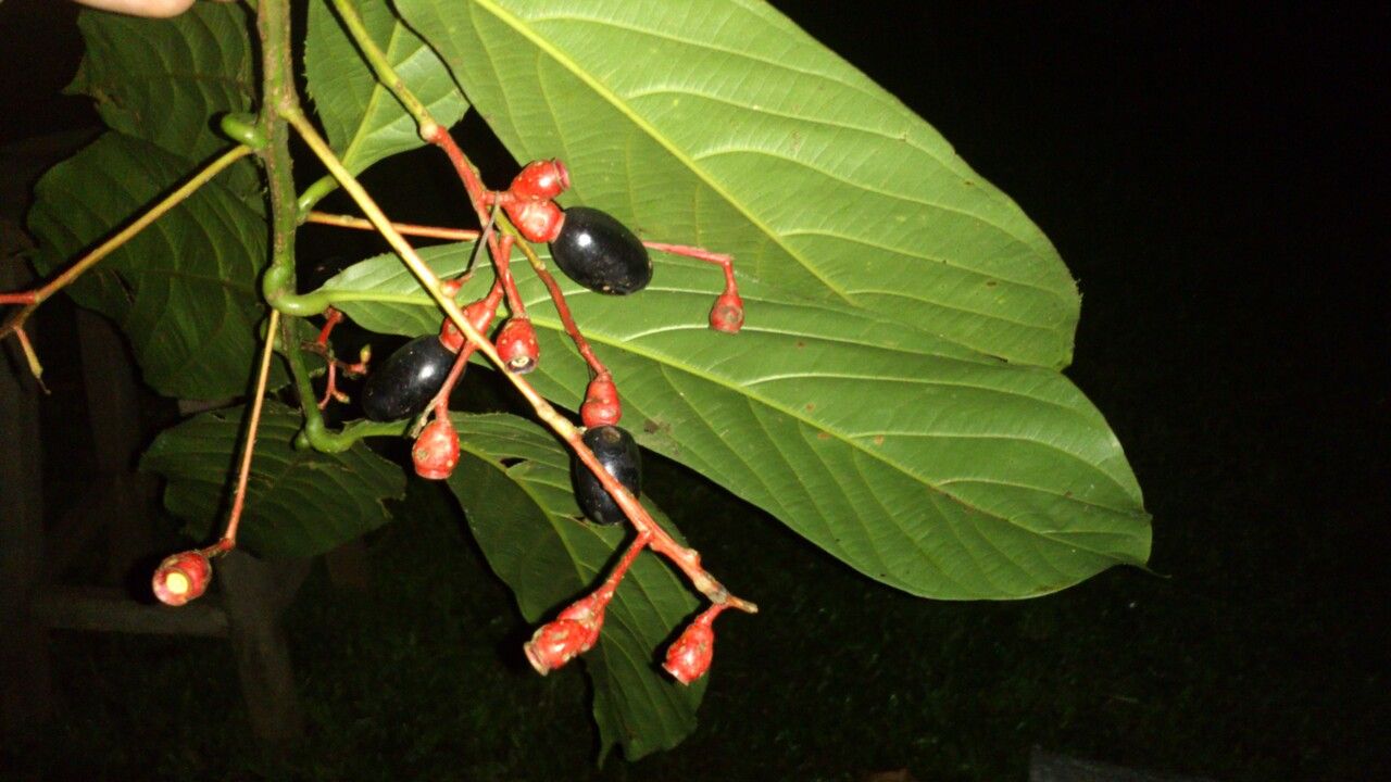 Ocotea atirrensis — search result for 'Ocotea'