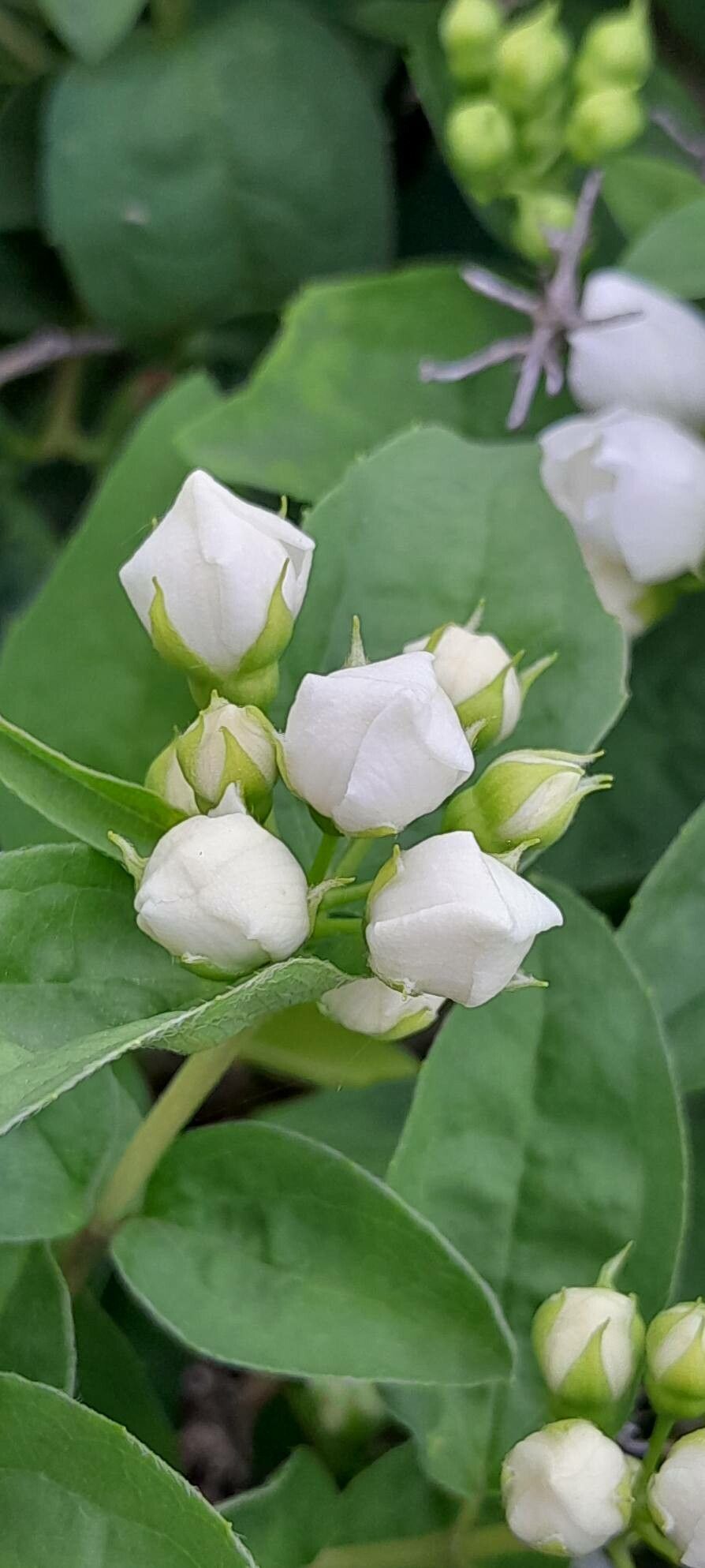 Philadelphus × virginalis flower