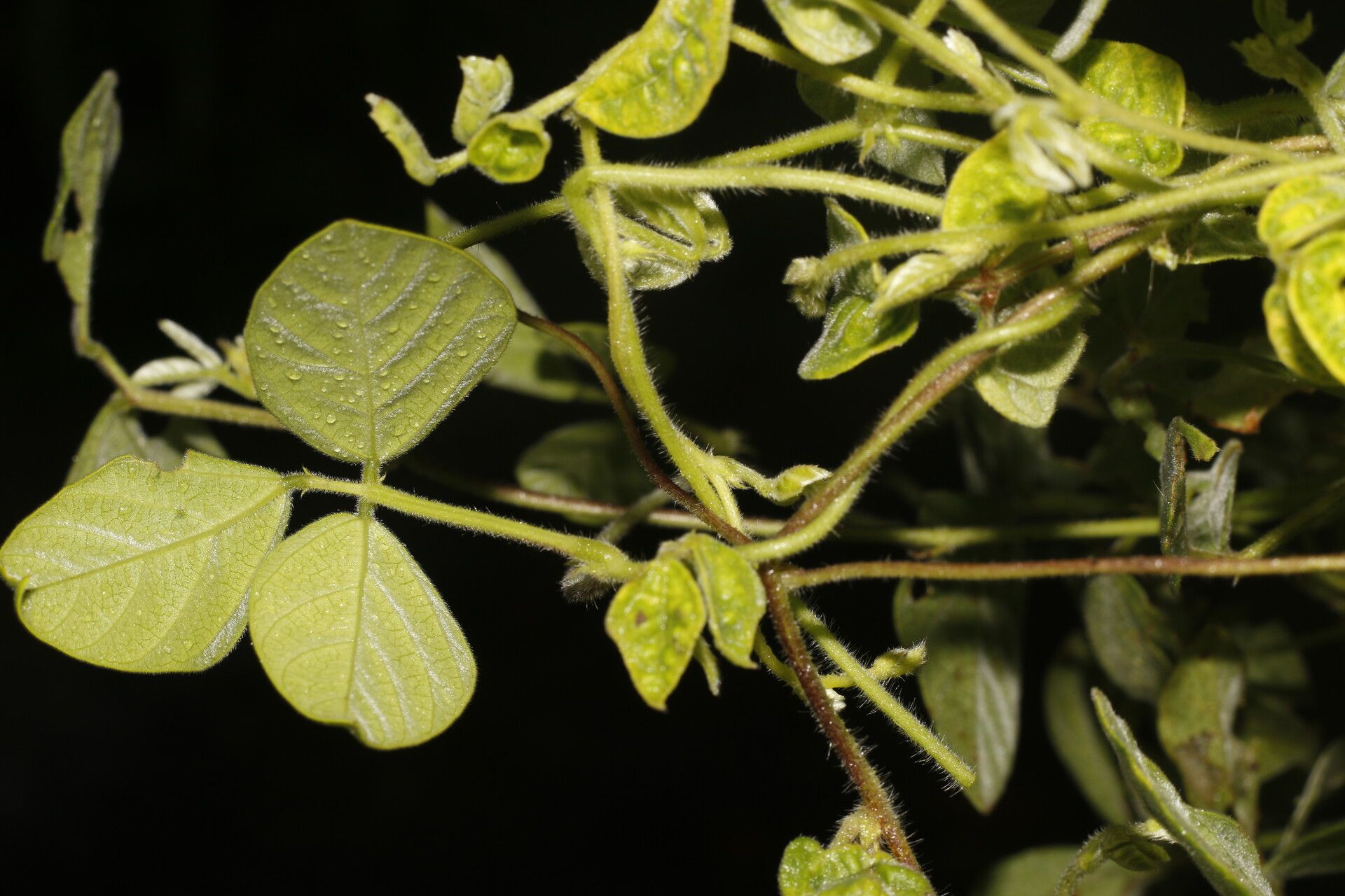 Desmodium cajanifolium fruit