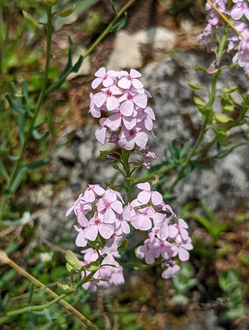 Aethionema grandiflorum flower