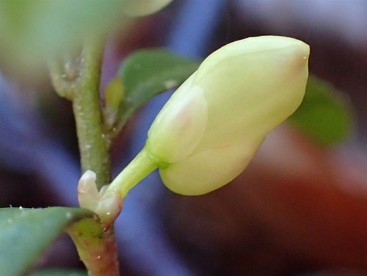 Polygala chamaebuxus fruit