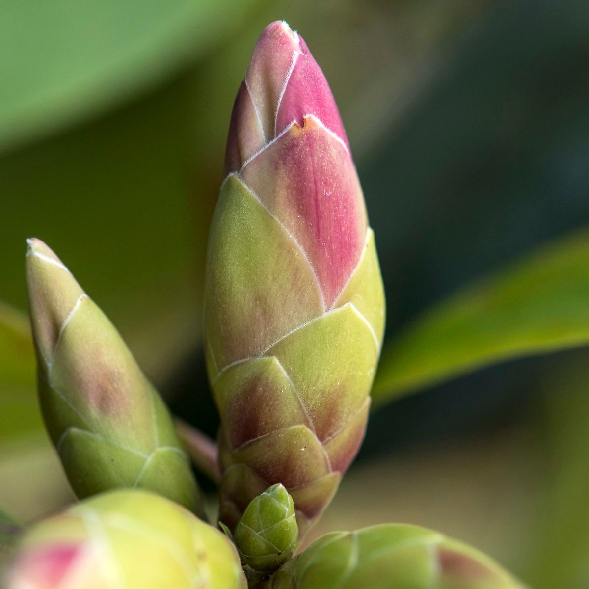 Rhododendron westlandii other