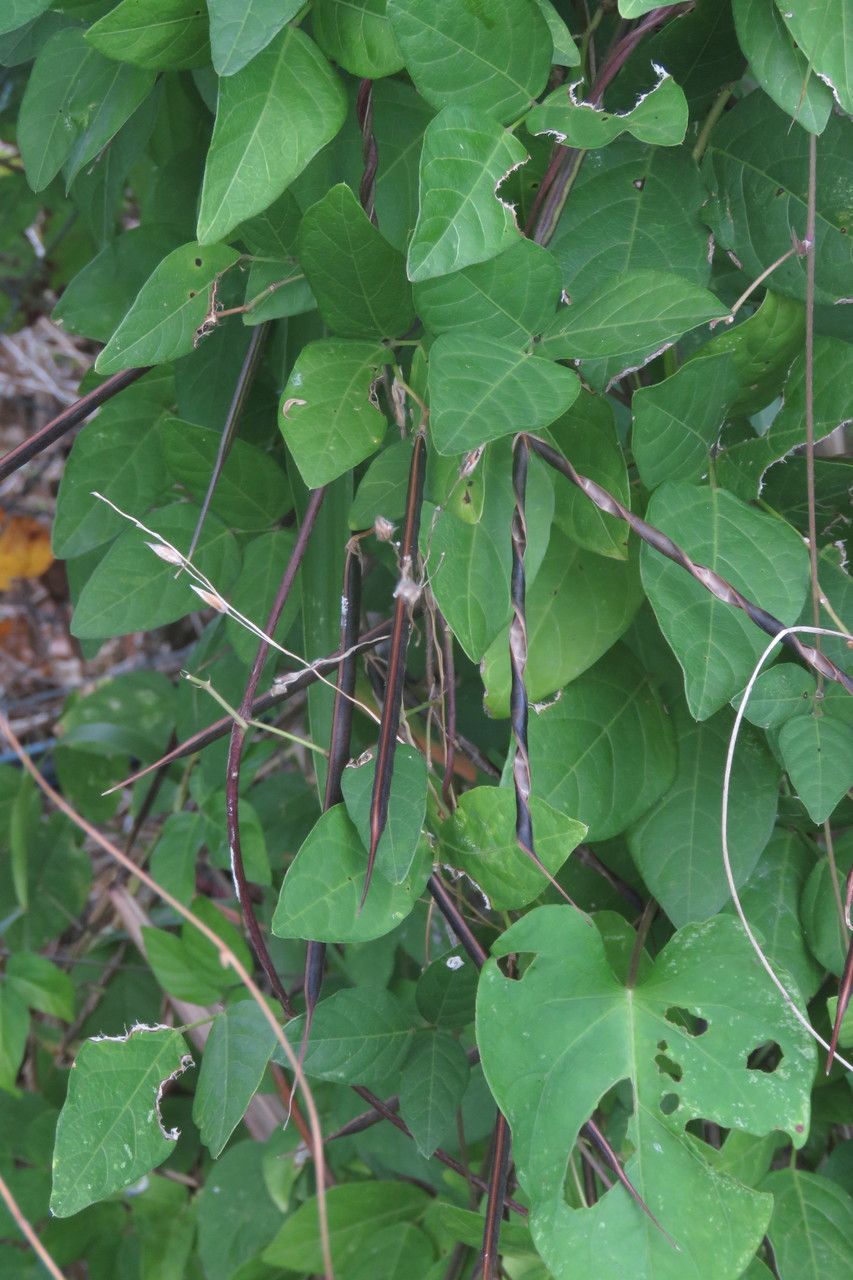 Centrosema virginianum fruit