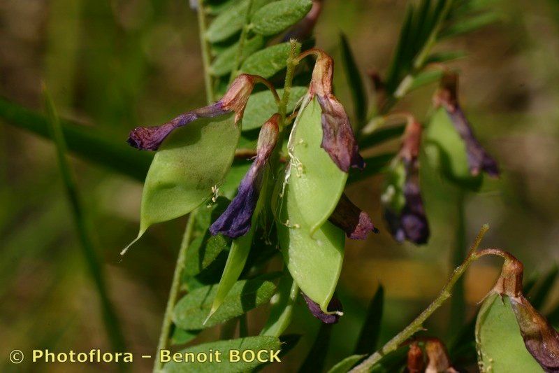 Vicia cassubica fruit
