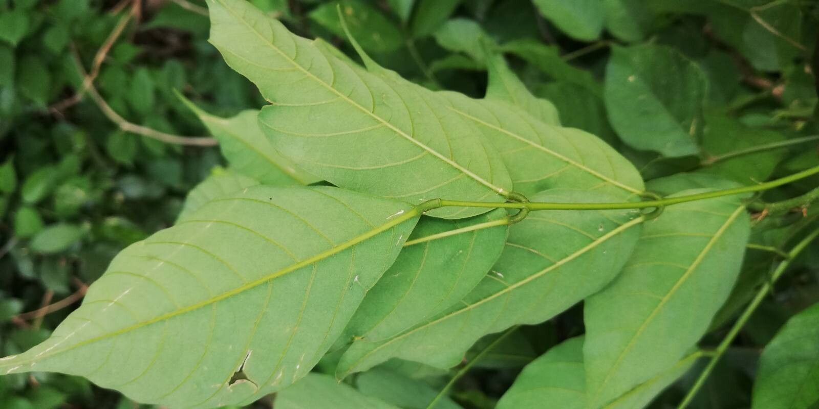 Millettia griffoniana — houseplant care guide