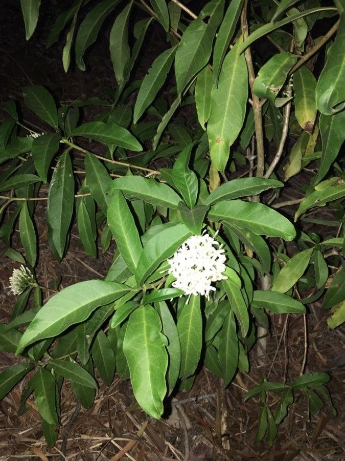 Pavetta opulina — houseplant care guide