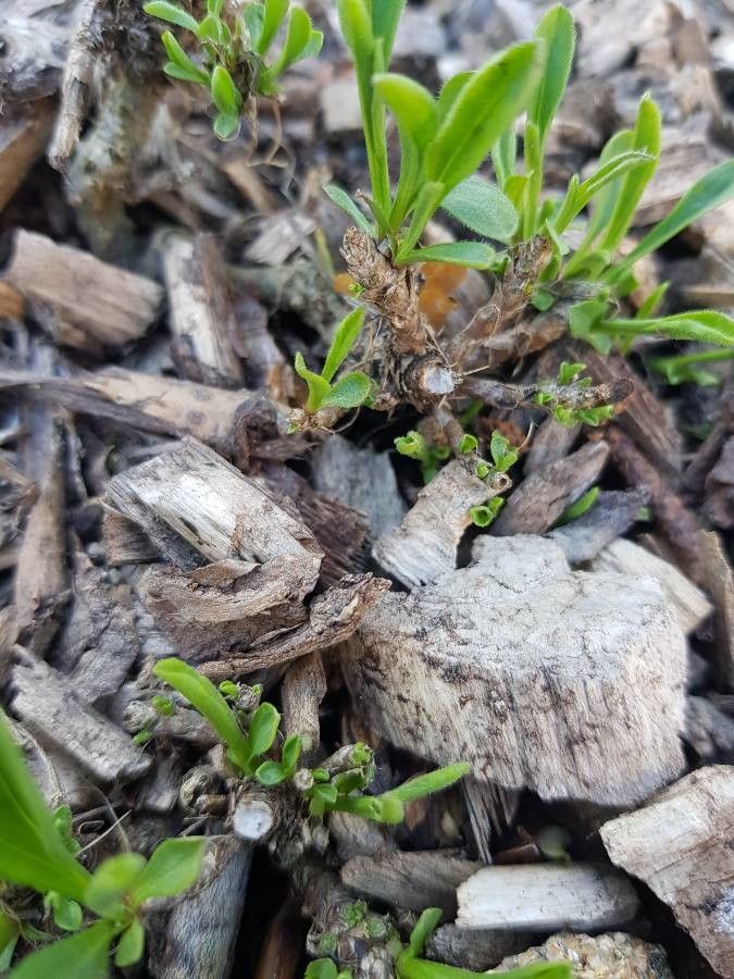 Globularia repens bark