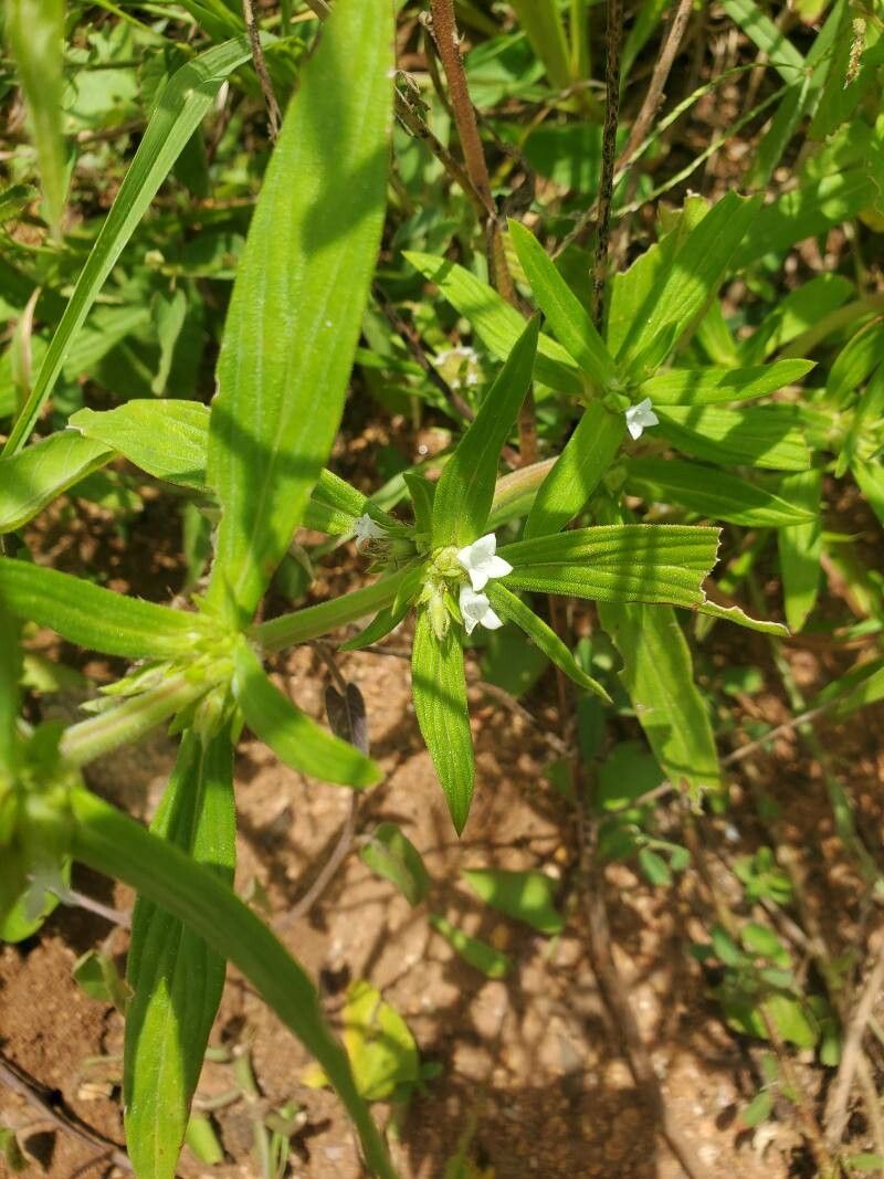 Spermacoce stachydea — search result for 'Spermacoce'