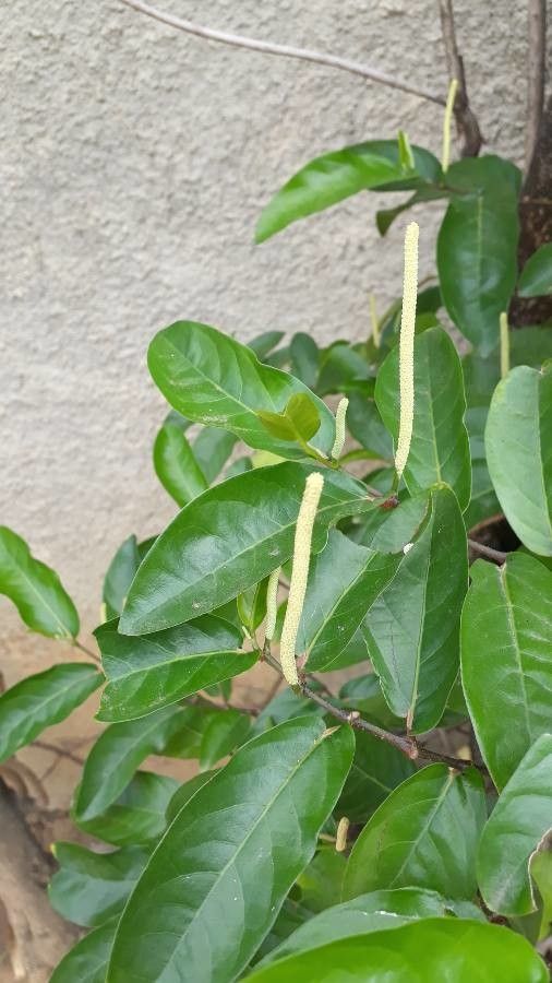 Piper longepetiolatum flower