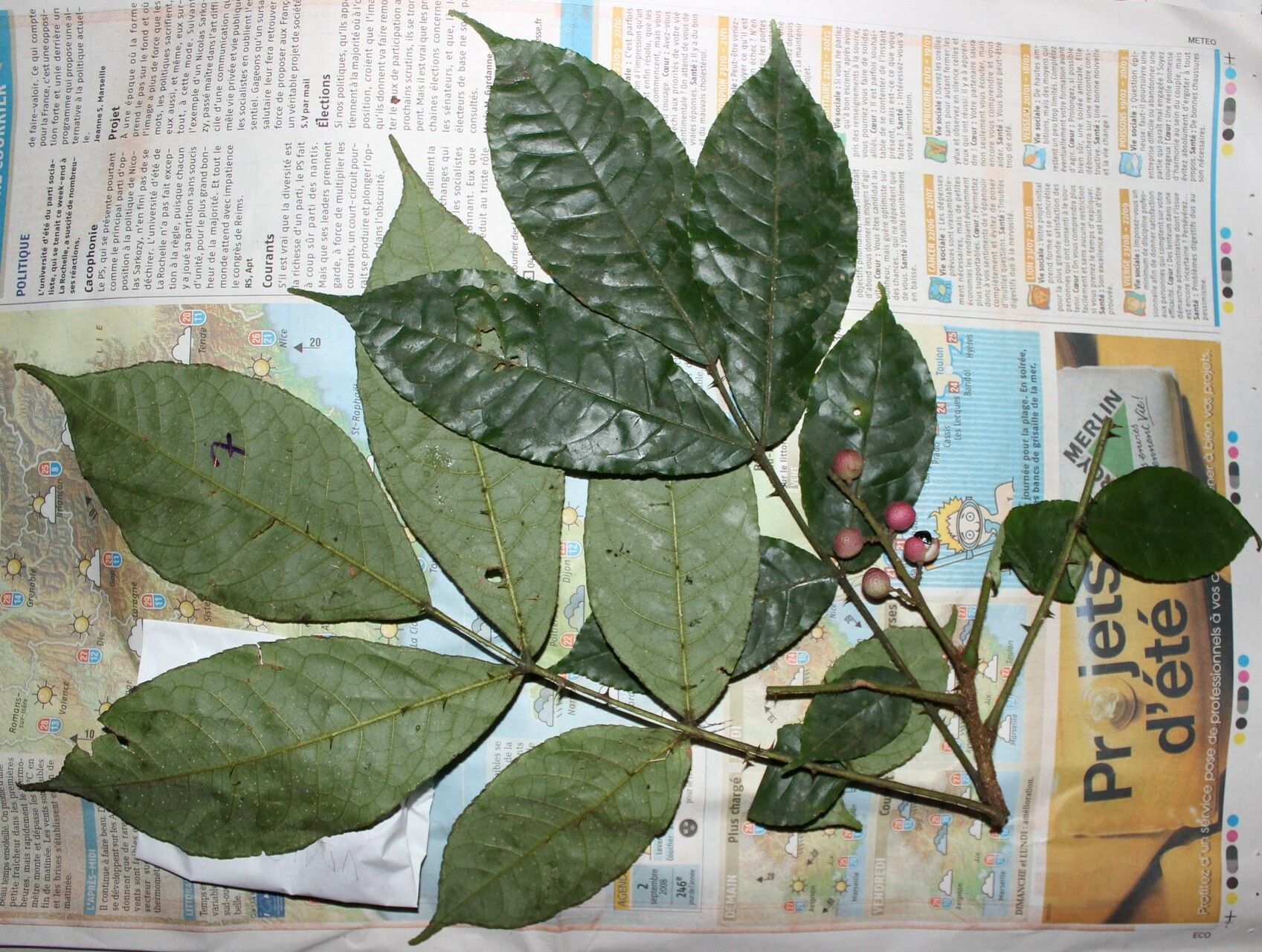 Zanthoxylum buesgenii habit