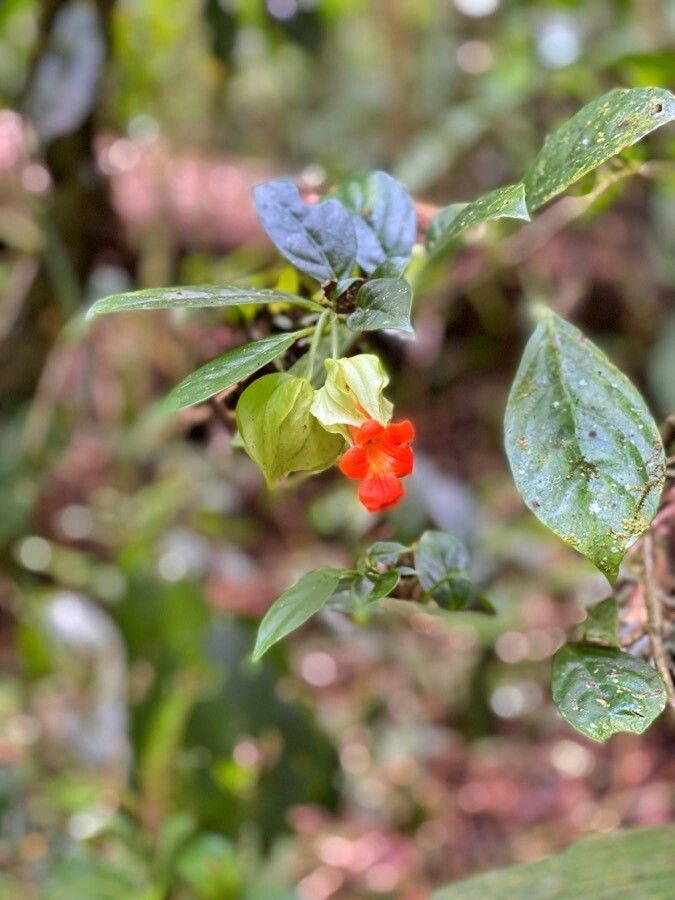 Drymonia rubra — houseplant care guide