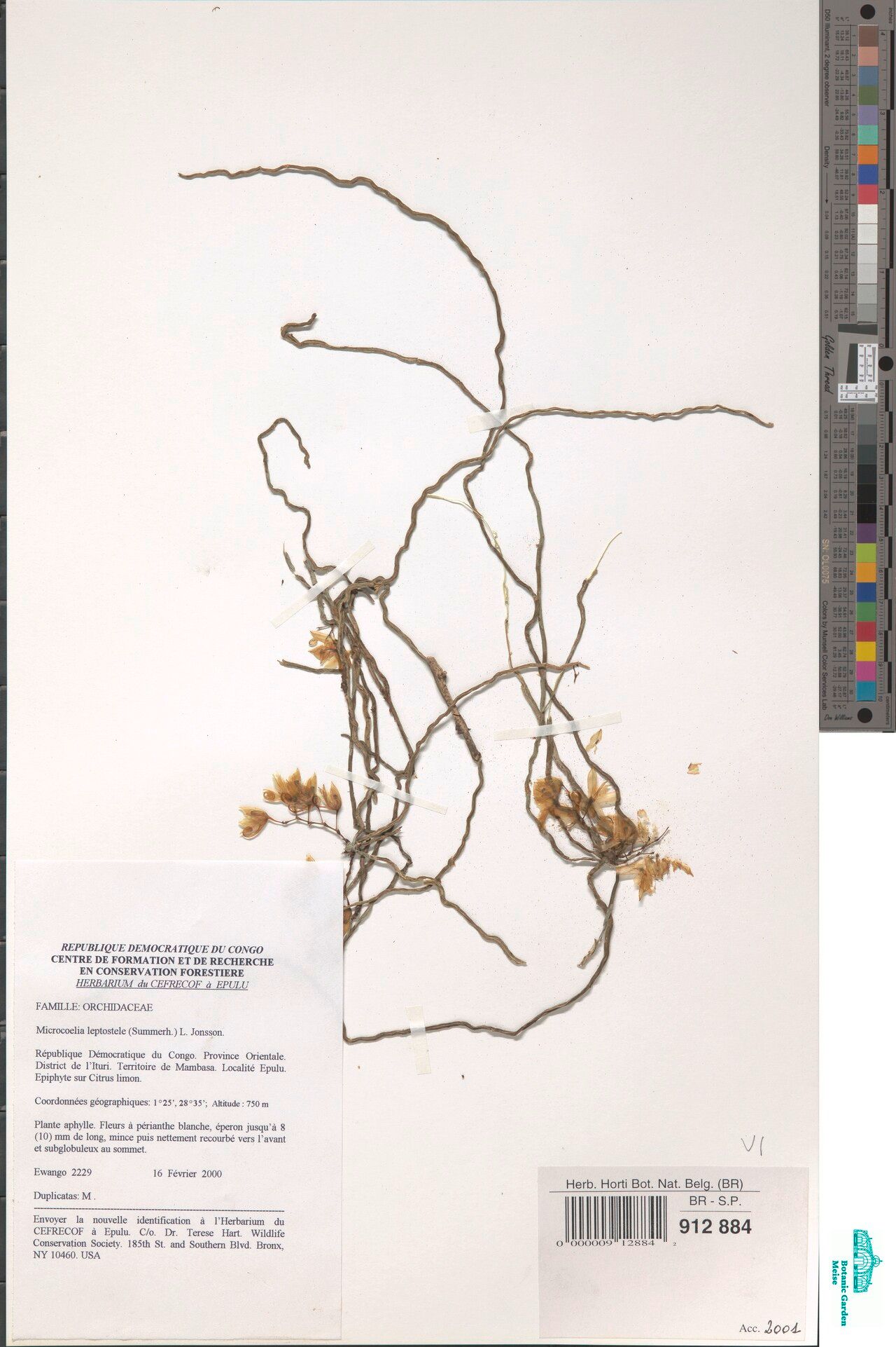 Microcoelia leptostele — houseplant care guide