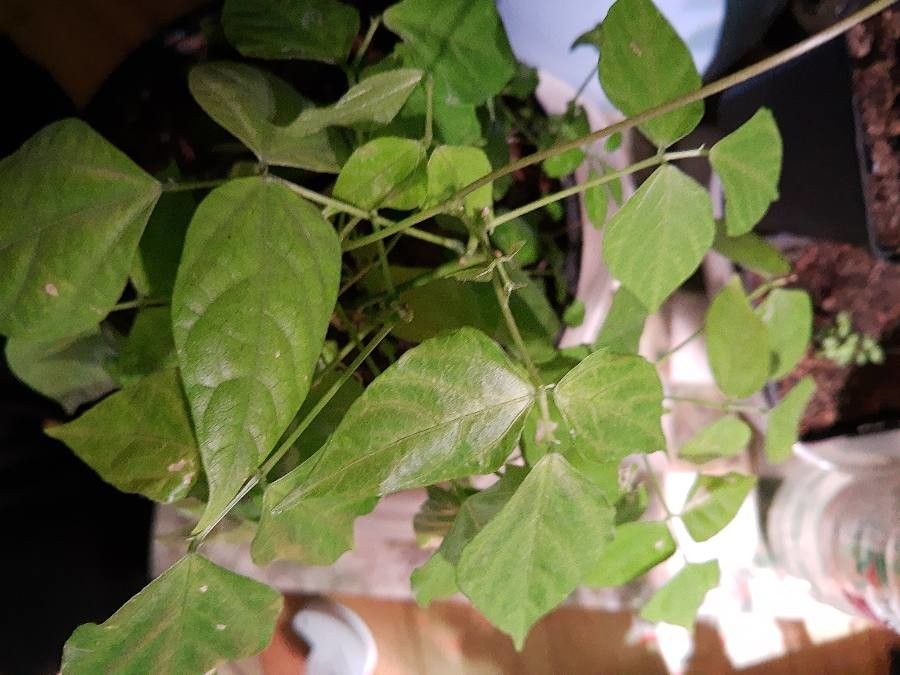 Vigna caracalla leaf