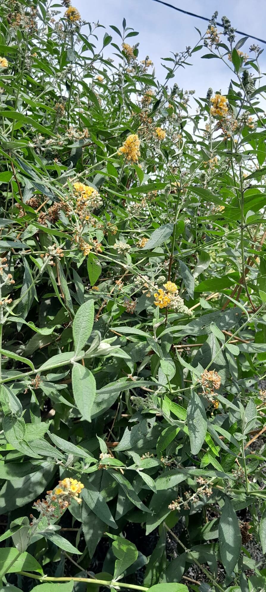 Buddleja × weyeriana habit
