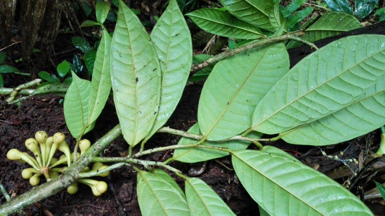 Anaxagorea phaeocarpa — search result for 'Annonaceae'