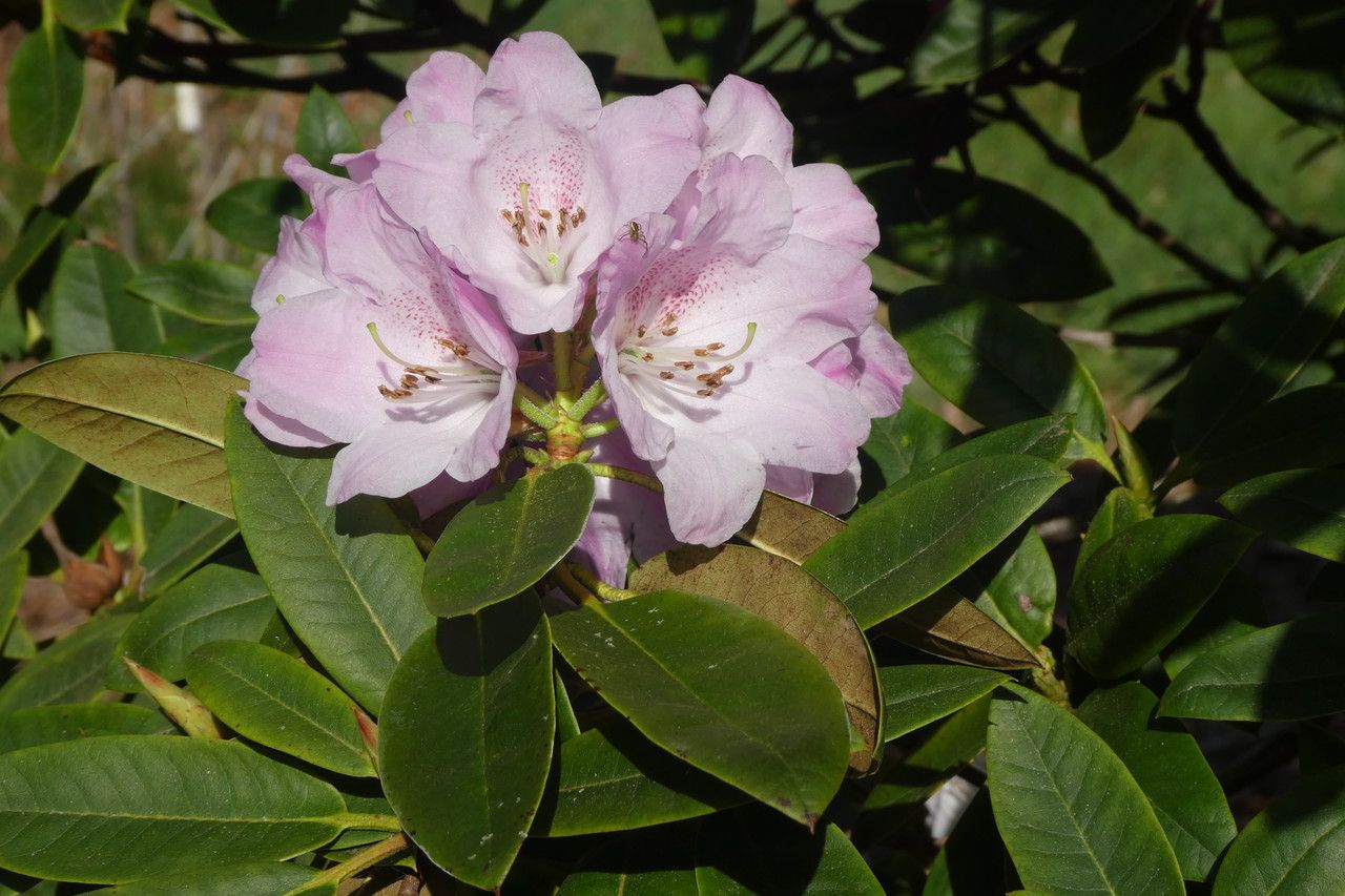 Rhododendron balfourianum flower