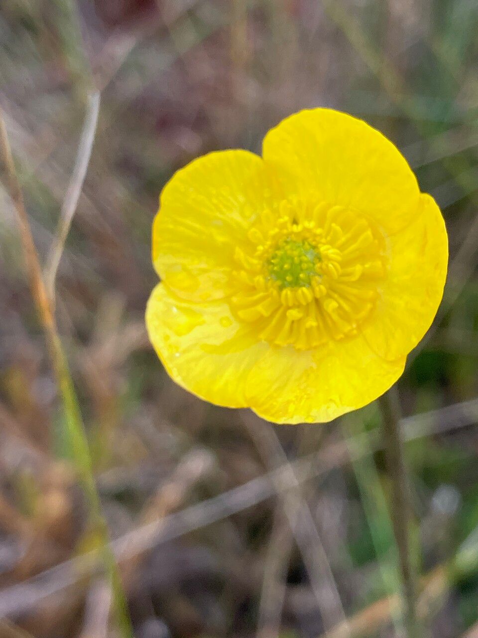 Ranunculus peruvianus flower