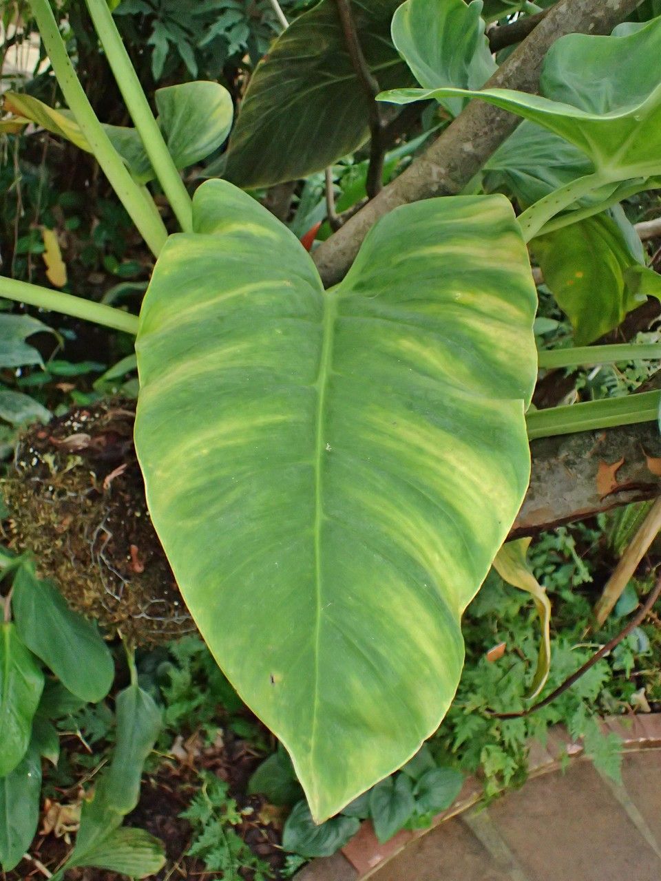 Philodendron fragrantissimum leaf