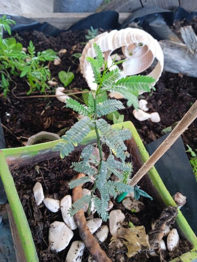Acacia berlandieri leaf