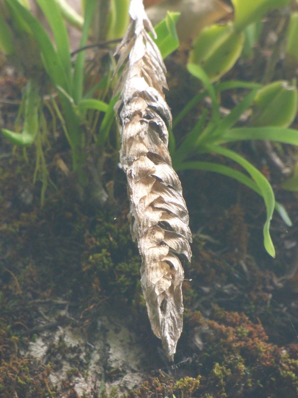 Bulbophyllum occultum fruit