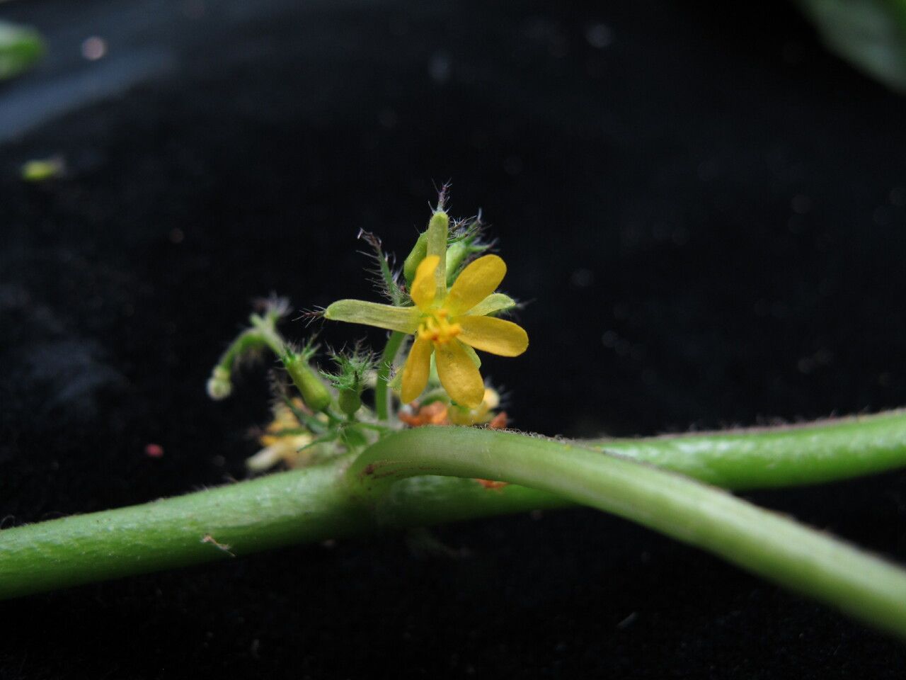 Triumfetta annua — related species from the same genus