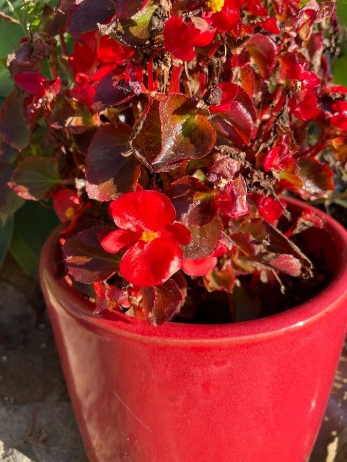 Begonia x semperflorens flower
