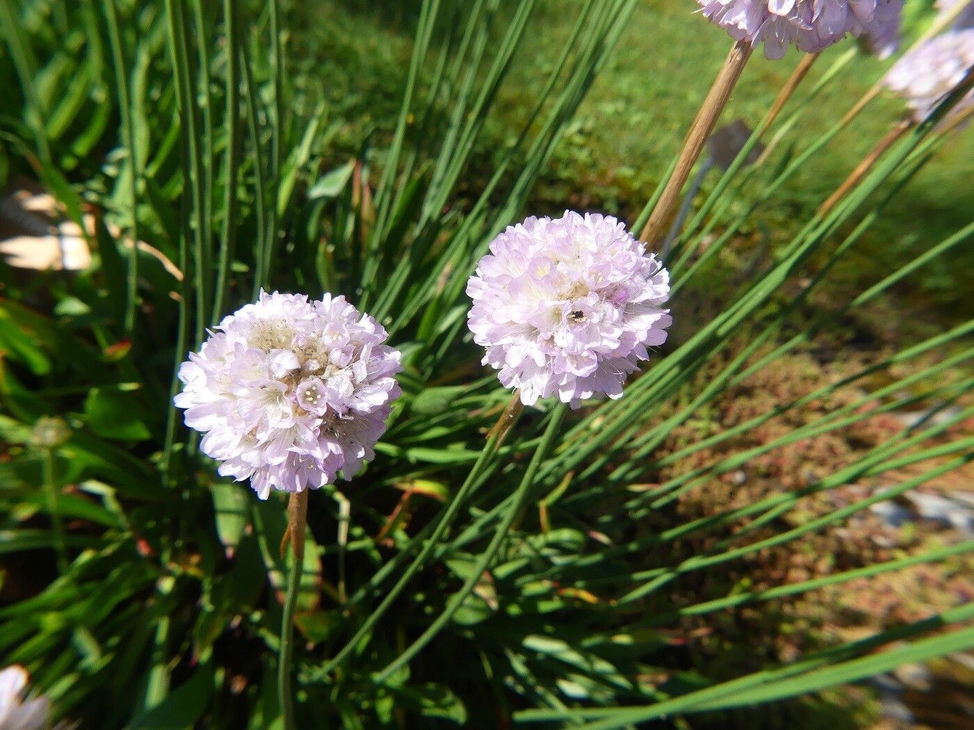 Armeria welwitschii flower