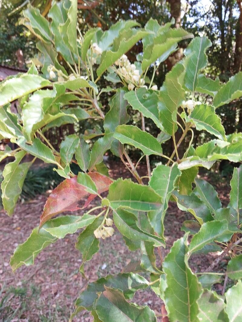 Elaeocarpus subserratus other