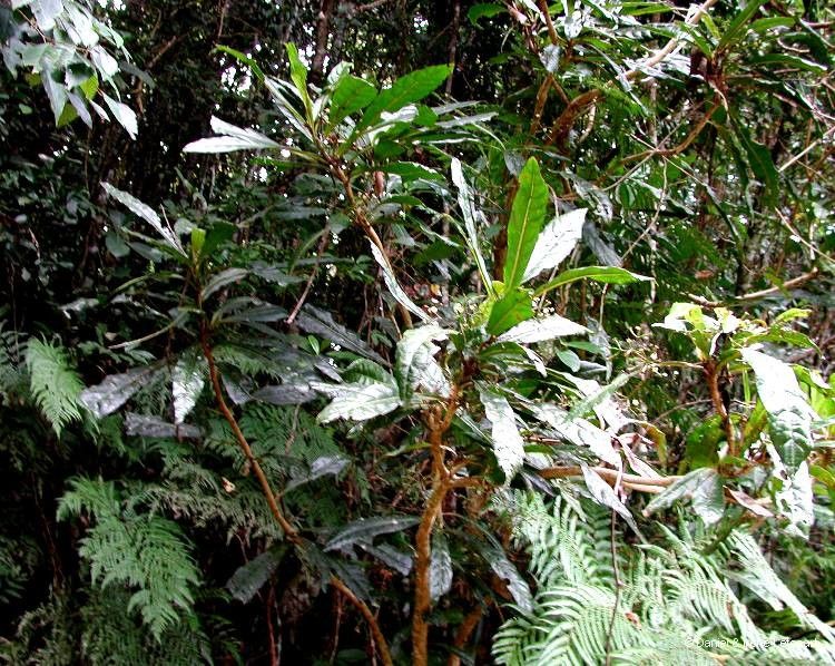 Pisonia gigantocarpa habit