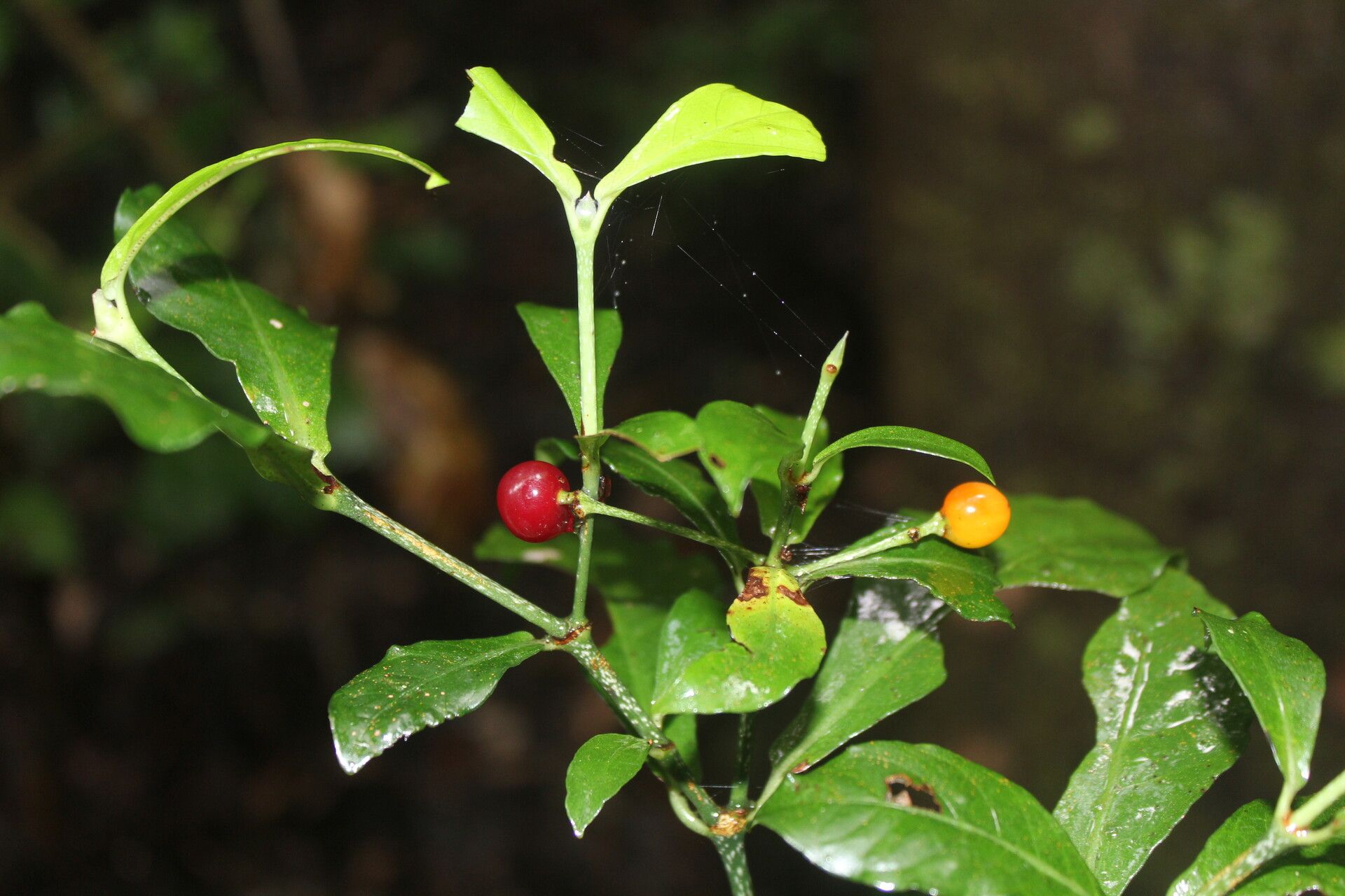 Psychotria orosiana fruit