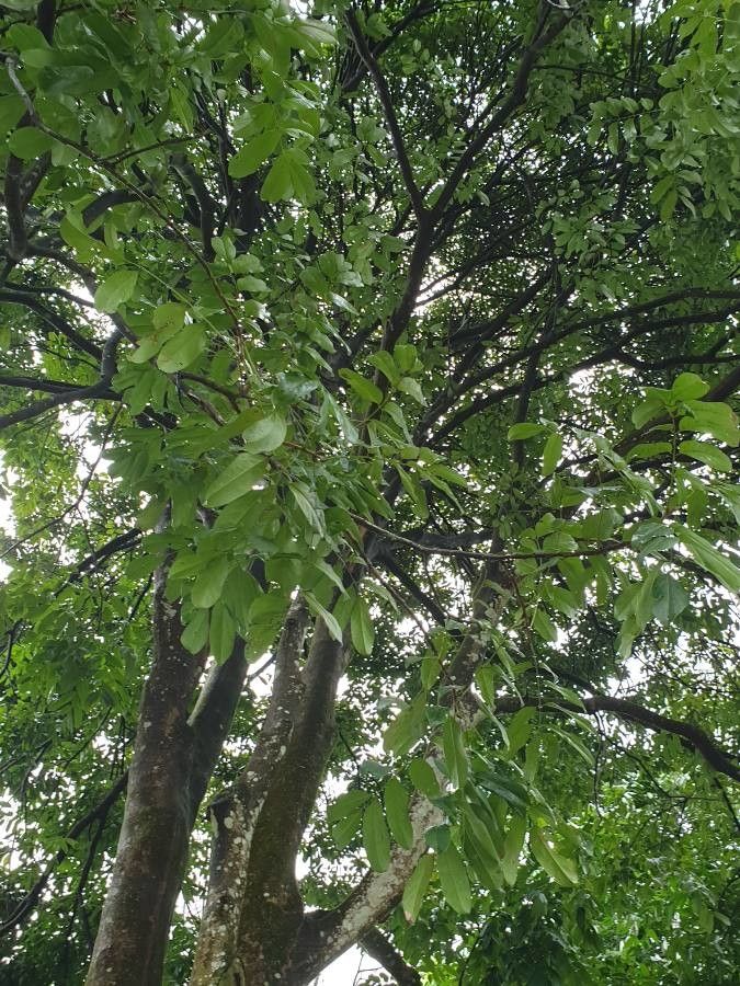 Callerya atropurpurea leaf