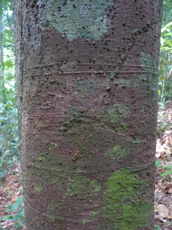 Pourouma villosa bark