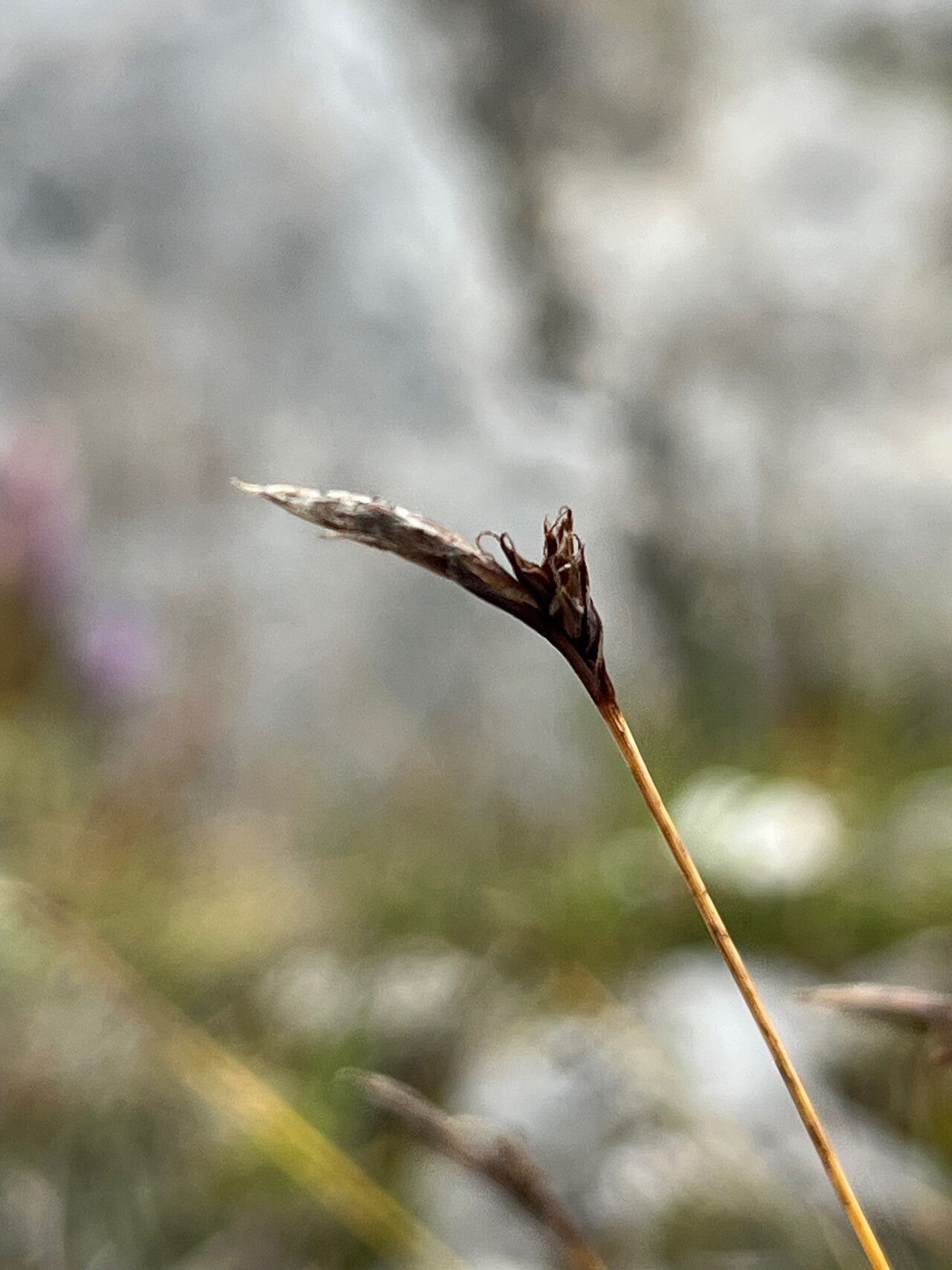Carex mucronata flower