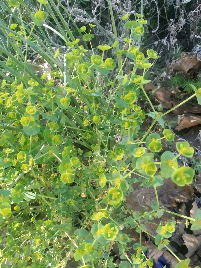 Euphorbia segetalis leaf