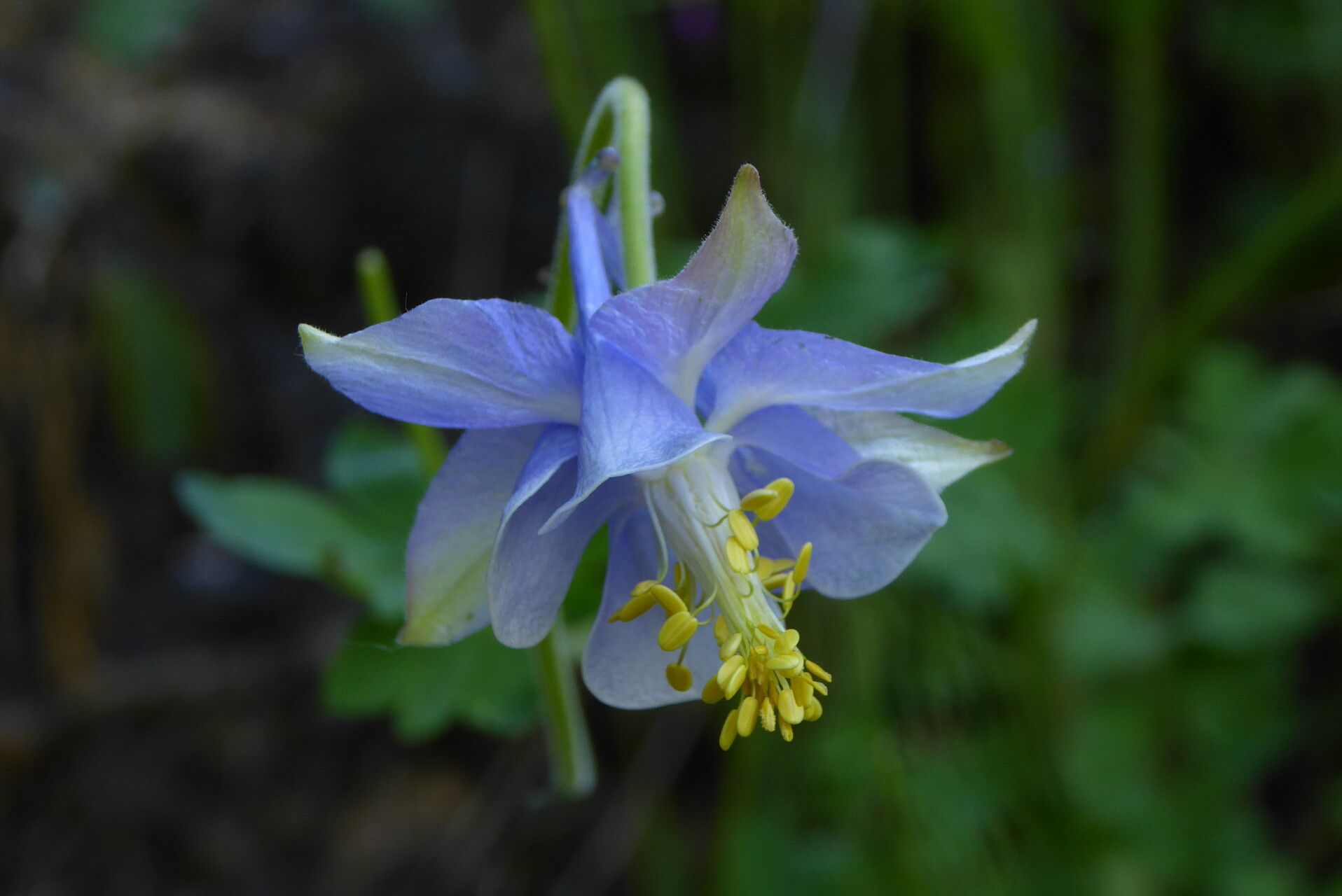 Aquilegia vicaria flower