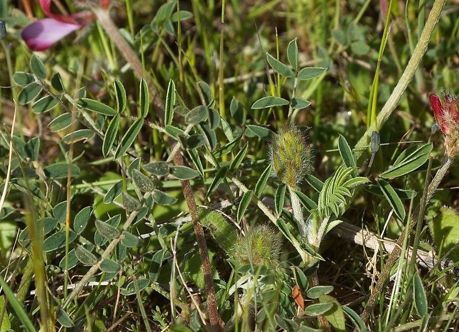 Hedysarum humile — houseplant care guide