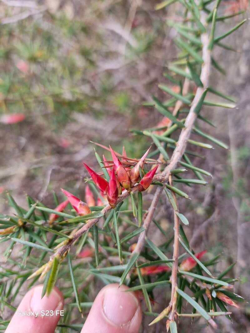 Stenanthera conostephioides — houseplant care guide